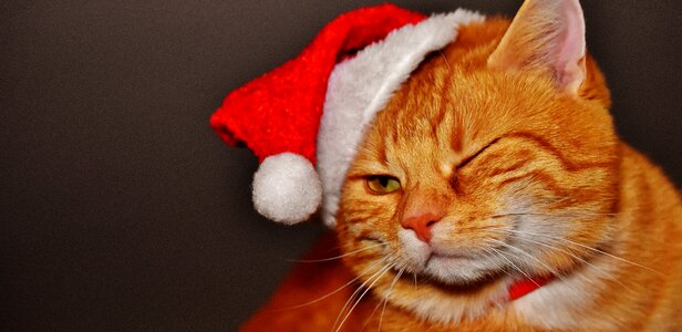 Santa hat funny cute
