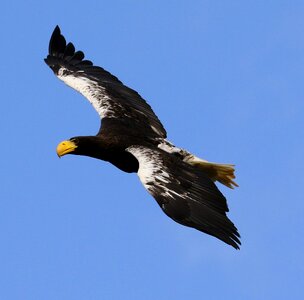 Bird eagle beak