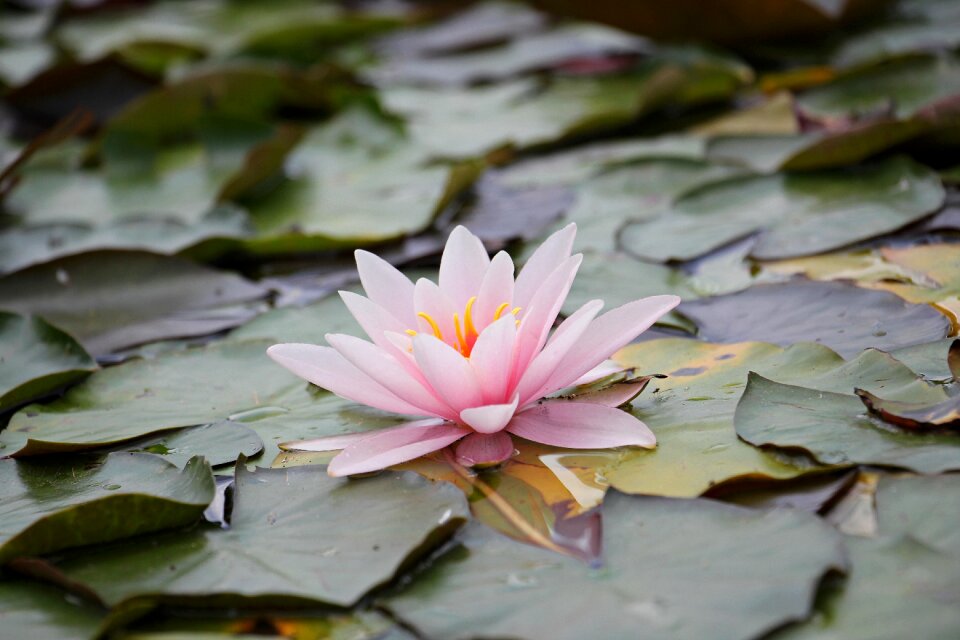 Pink water lily blossom bloom