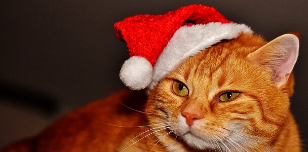 Santa hat funny cute