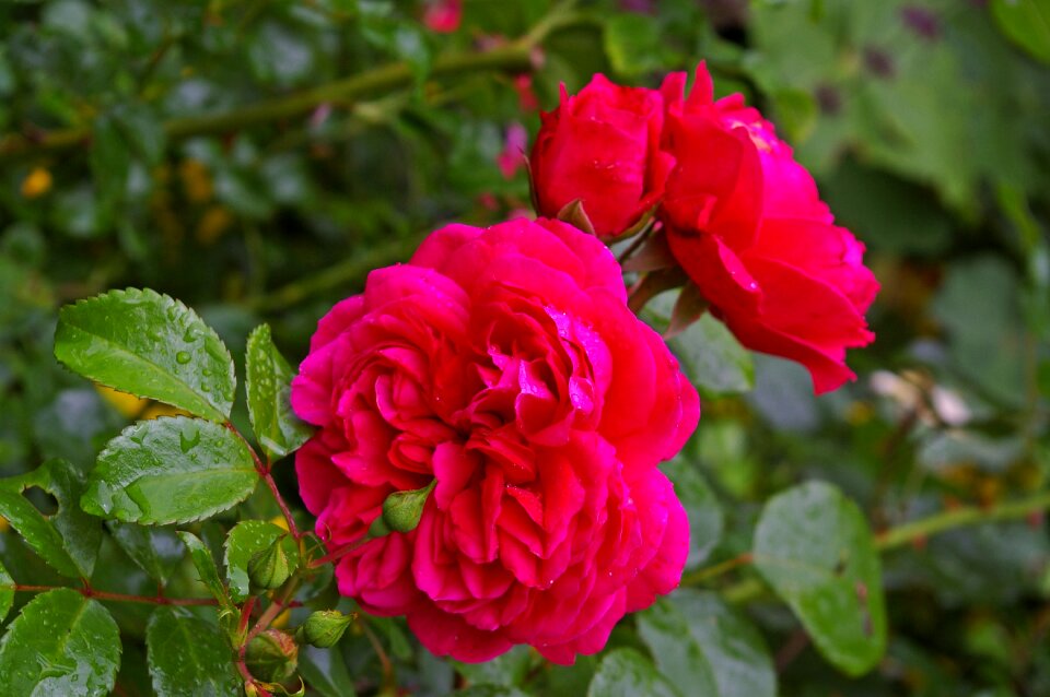 Rose garden blossom bloom