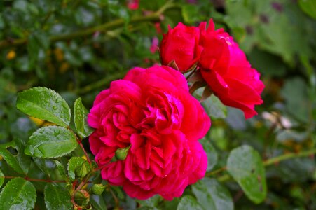 Rose garden blossom bloom