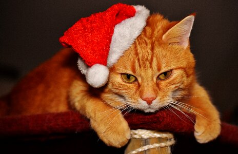 Santa hat funny cute