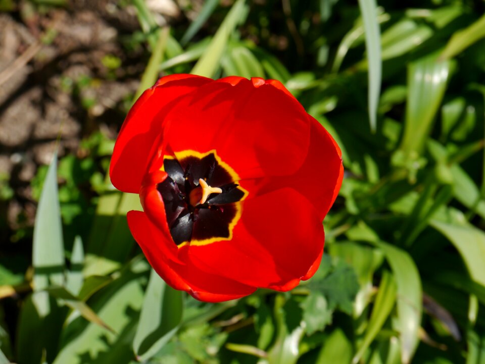 Summer flower garden colorful