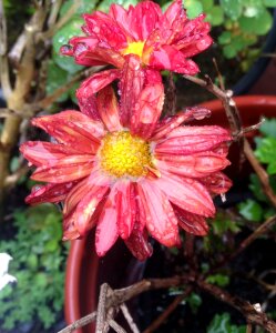 Plant nature rosa
