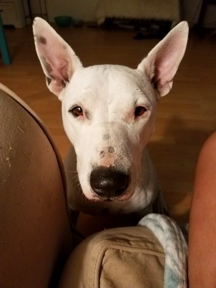 English bull terrier terrier bull-terrier