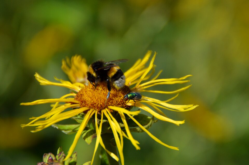 Nature bee plant