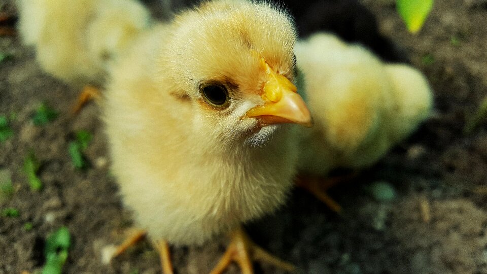 Yellow chicks chicks chickens photo