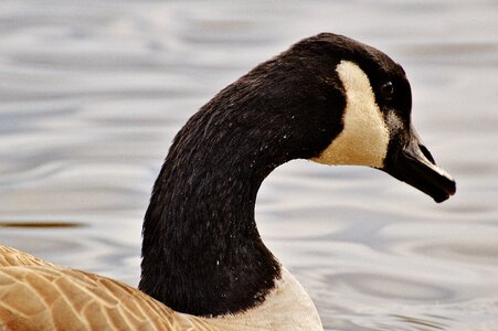 Bird geese bill photo