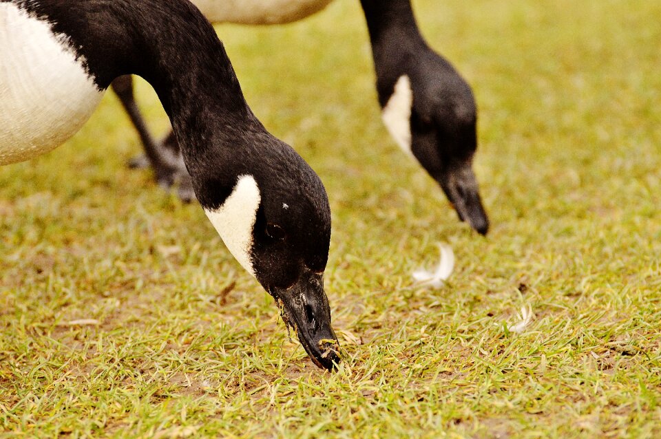 Bird geese bill
