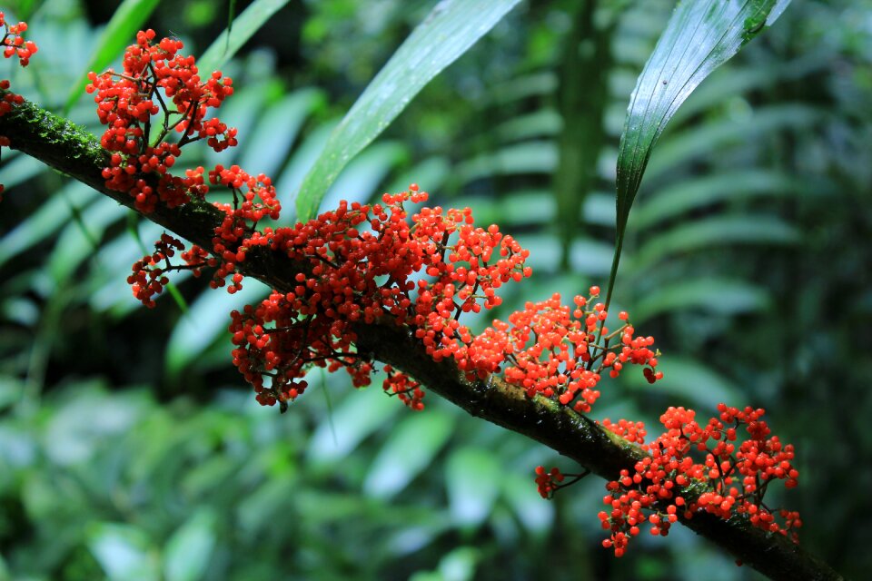 Central america exotic tropical