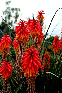 Garden plant red photo