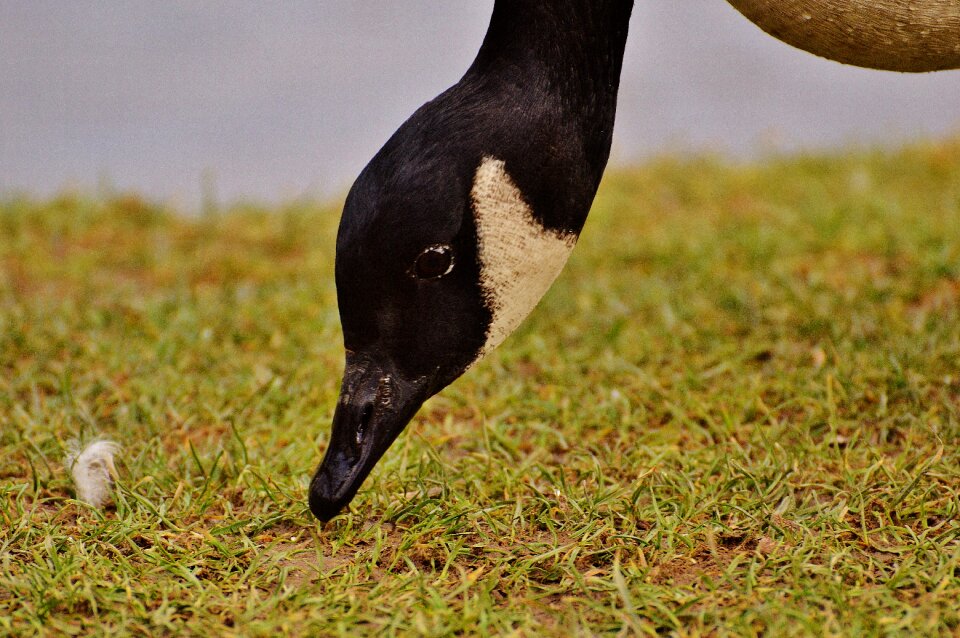 Bird geese bill