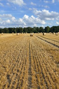 Cereals field clouds