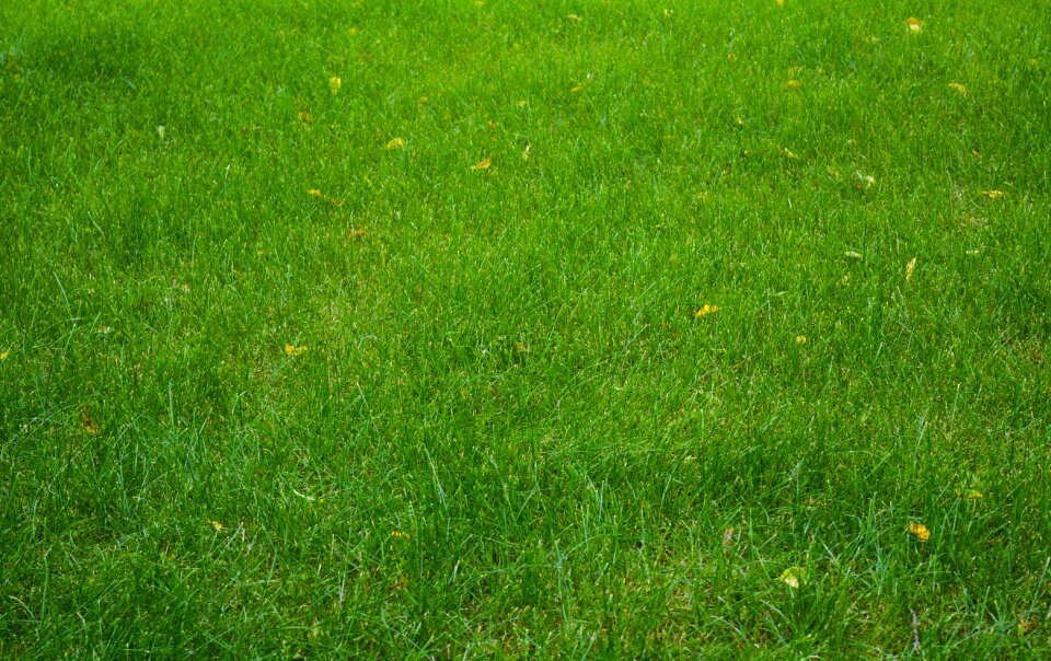 Meadow summer green photo