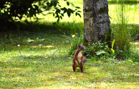 Cute nature cheeky