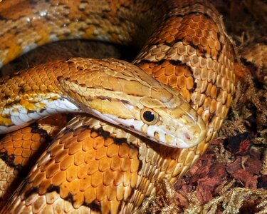 Corn yellow brown snake