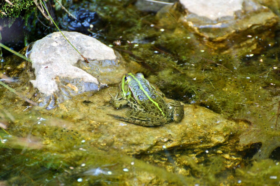 Water aquatic animal water frog