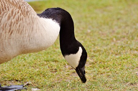 Bird geese bill photo