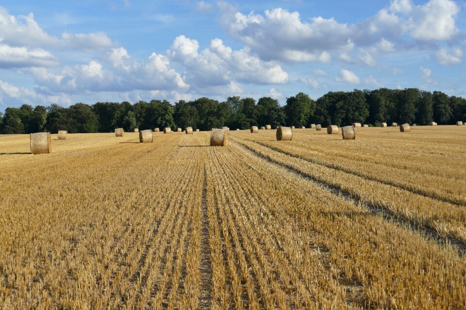 Cereals field clouds