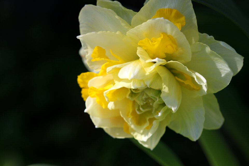 Nature plant close