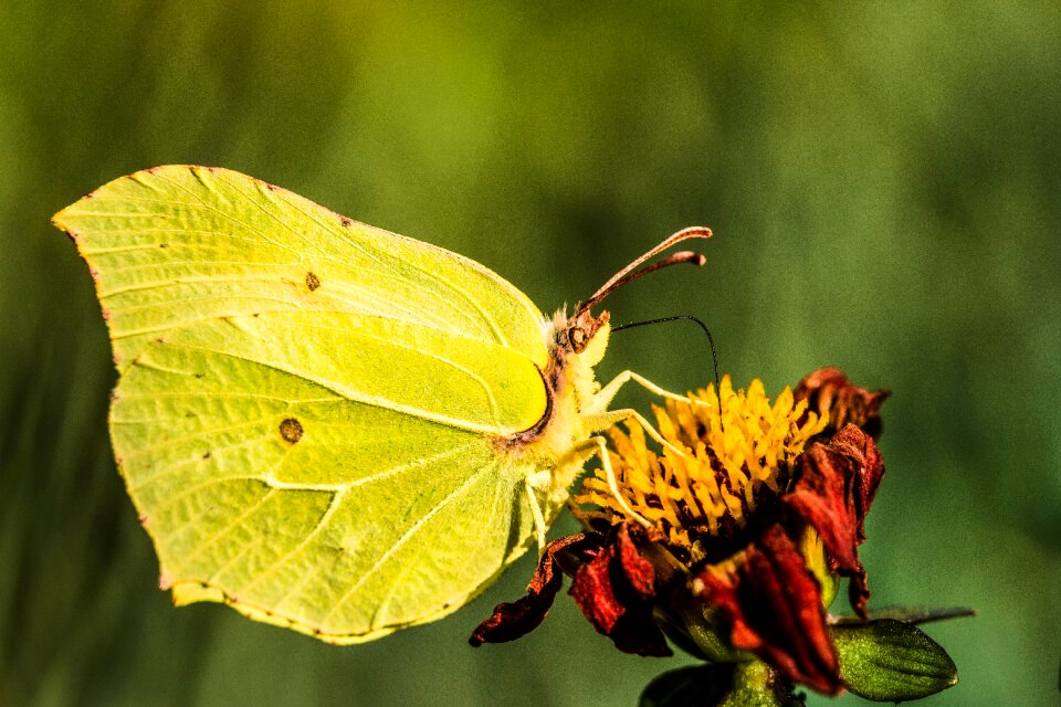 Summer yellow insect