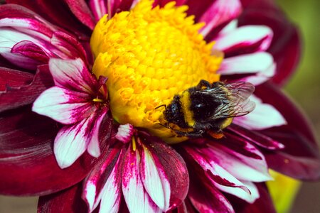 Bloom macro insect photo