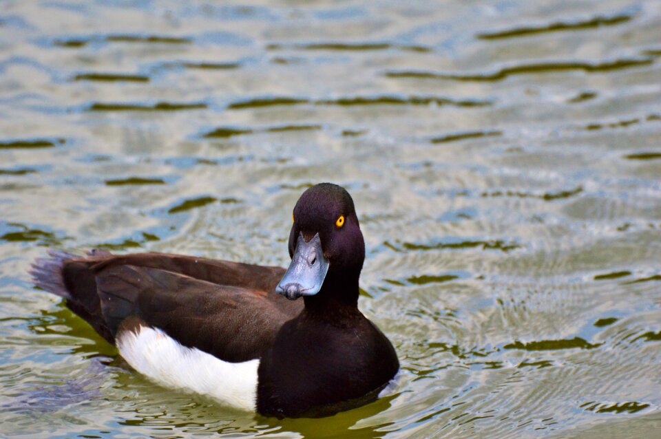 Duck bird pond bird