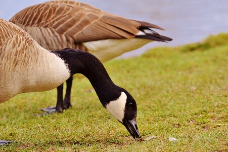 Bird geese bill photo