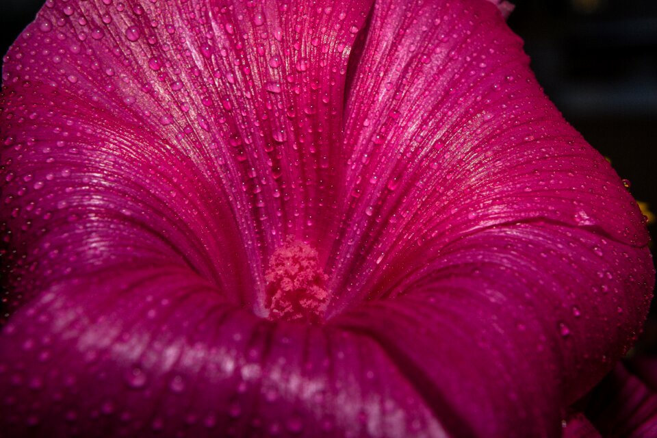 Nature macro close up
