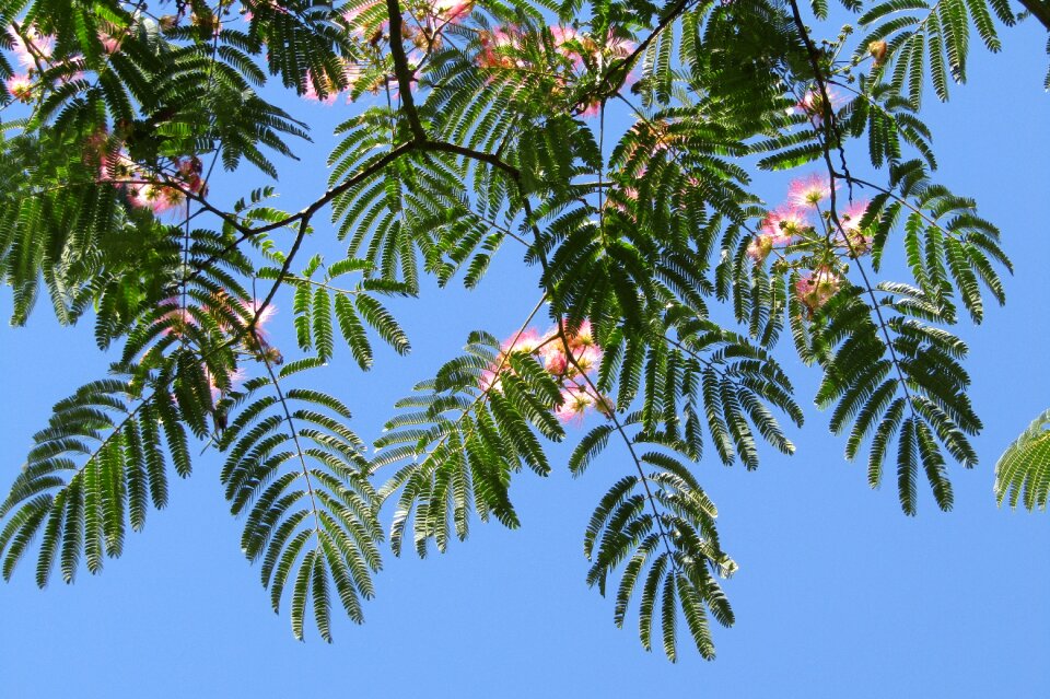 Silk tree blue sky wallpaper
