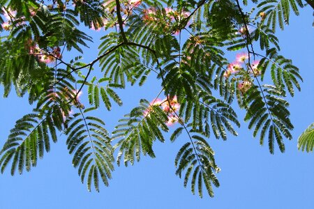 Silk tree blue sky wallpaper