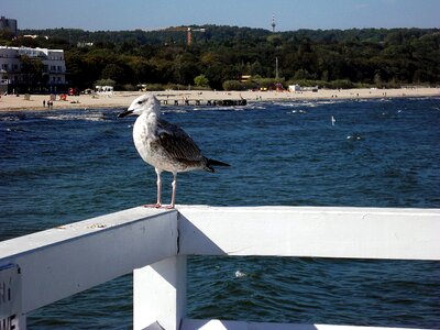 The baltic sea beach sopot