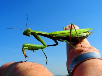 Mantis insect green