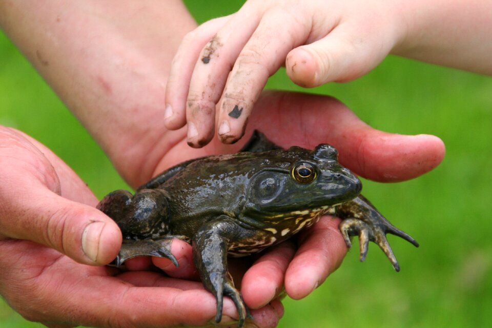Learning frog bullfrog