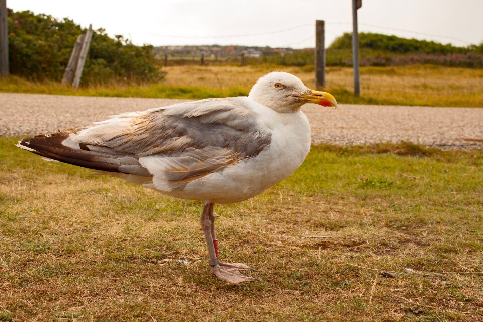 Bird north sea amrum