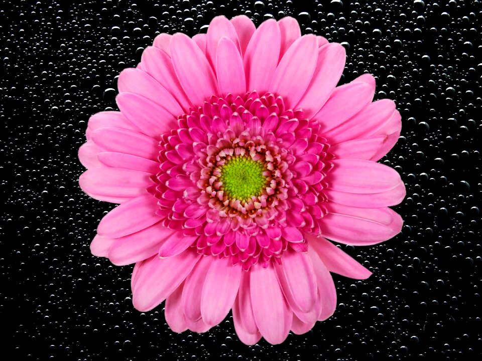 Chrysanthemum nature plant