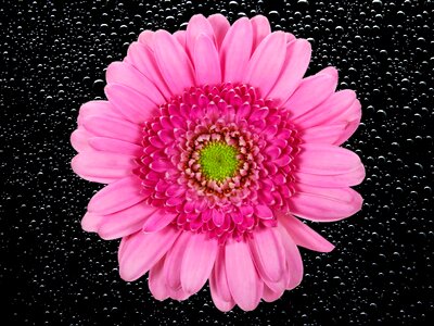 Chrysanthemum nature plant