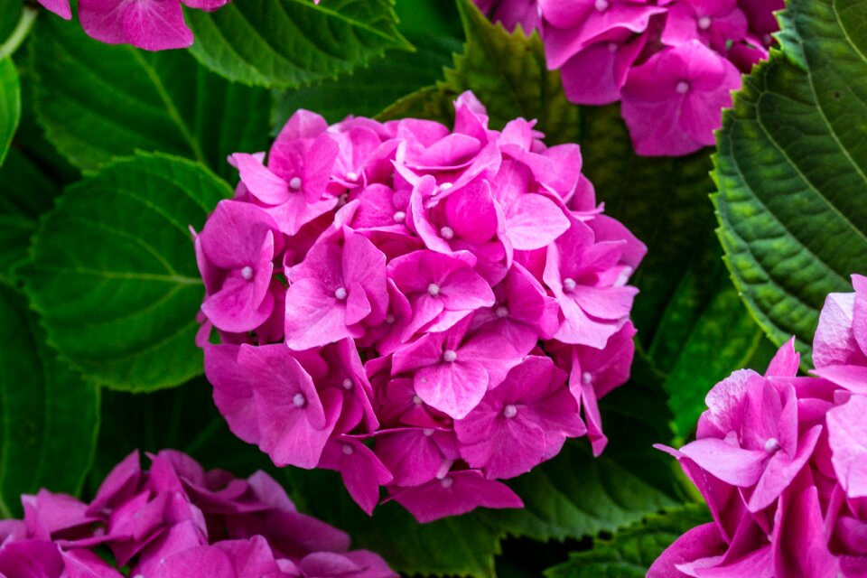 Hydrangea flower leaves pink