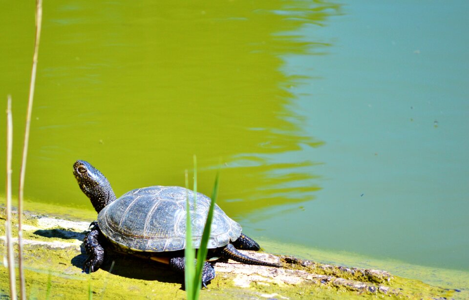 Tortoise shell animal water