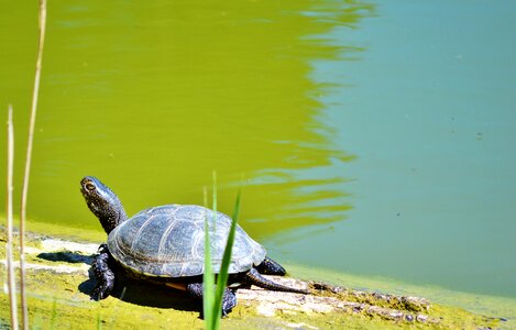 Tortoise shell animal water photo