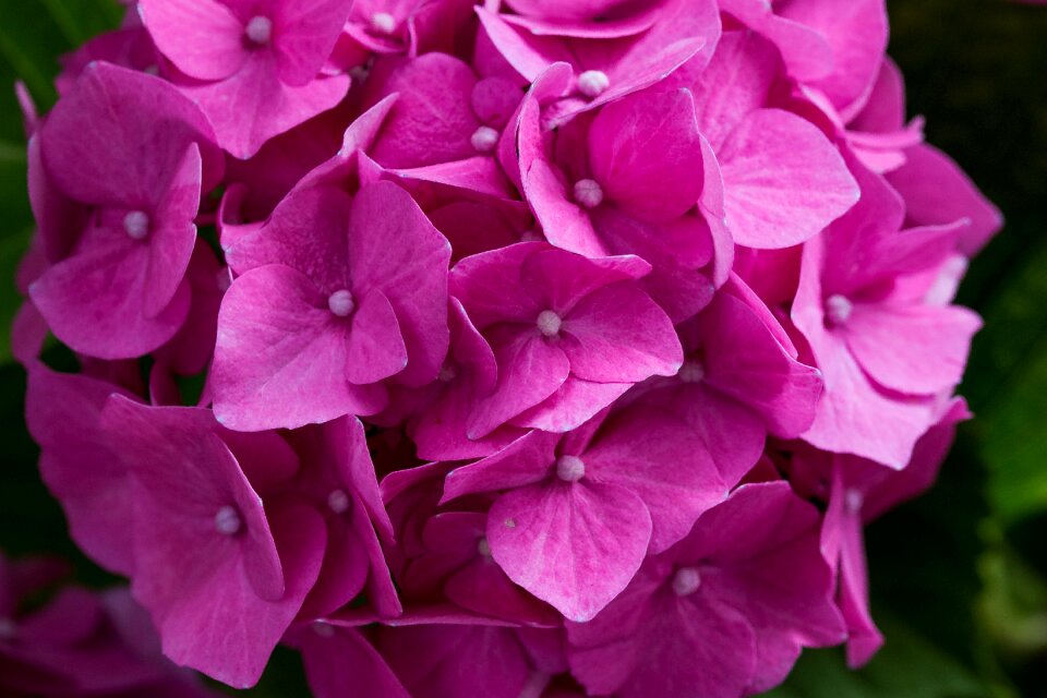 Hydrangea flower leaves pink