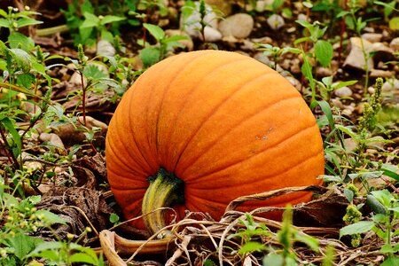 Harvest decorative squashes decoration