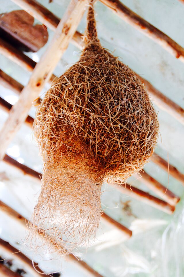 Nesting place breed hatchery