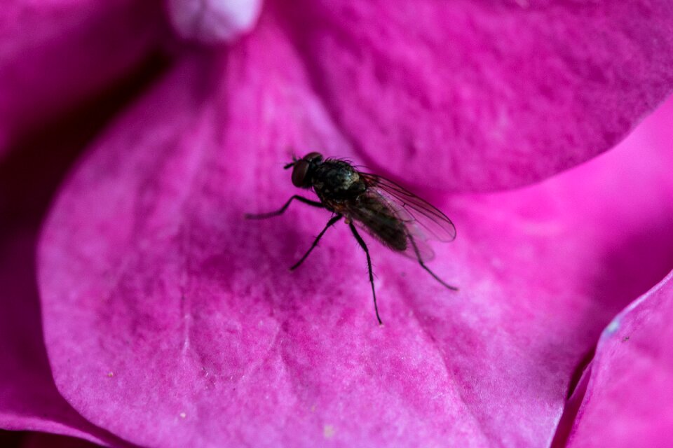 Macro close up purple
