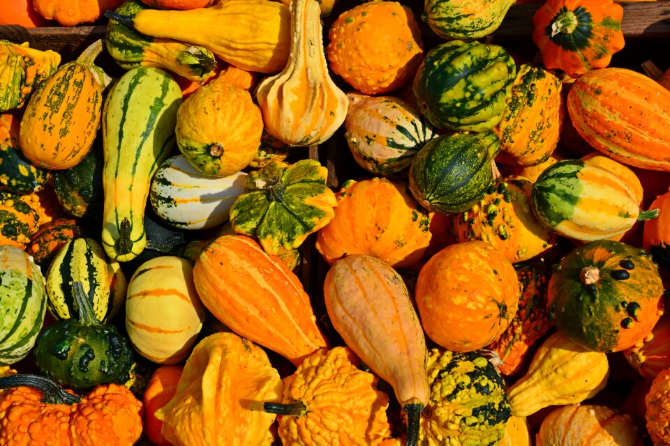 Decoration benefit from pumpkin yard cordes