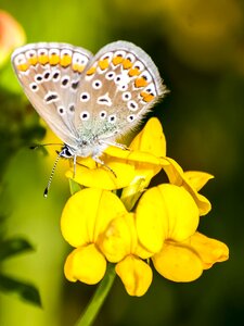 Nature animal insect