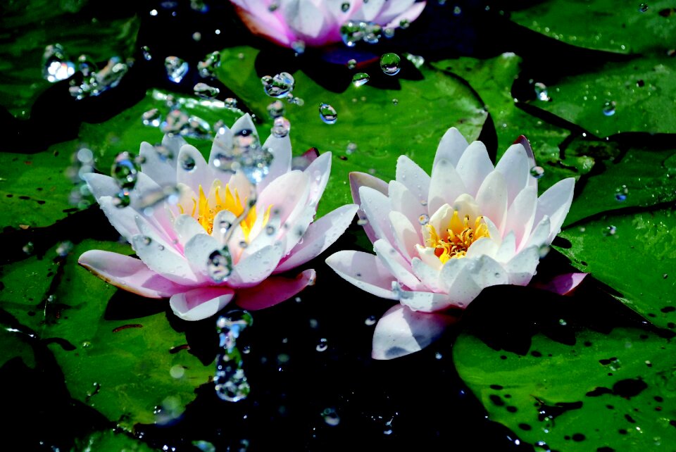 Blossom bloom pond