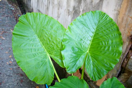 Exotic palm tree palm fronds photo