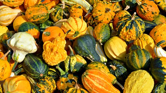 Decoration benefit from pumpkin yard cordes